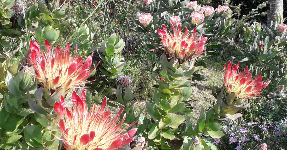 Visite Guid E Au Jardin Botanique La Laurisylve Le Palais Belle Le