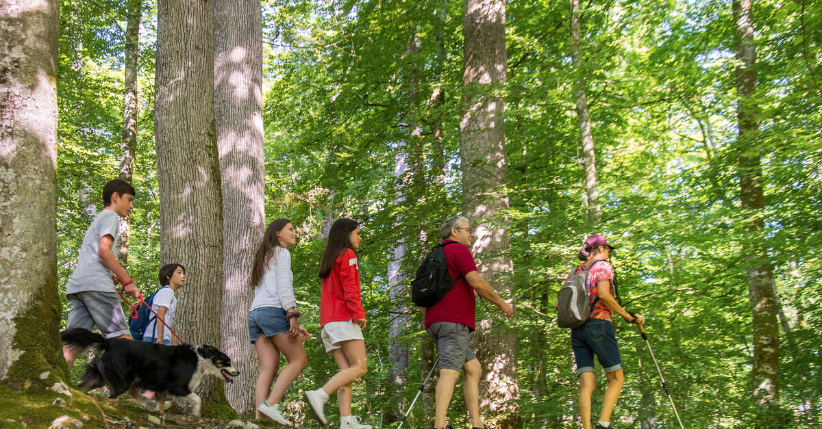 BALADE FAMILLE EN FORÊT LES 5 SENS EN ÉVEIL Jupilles Vallée du