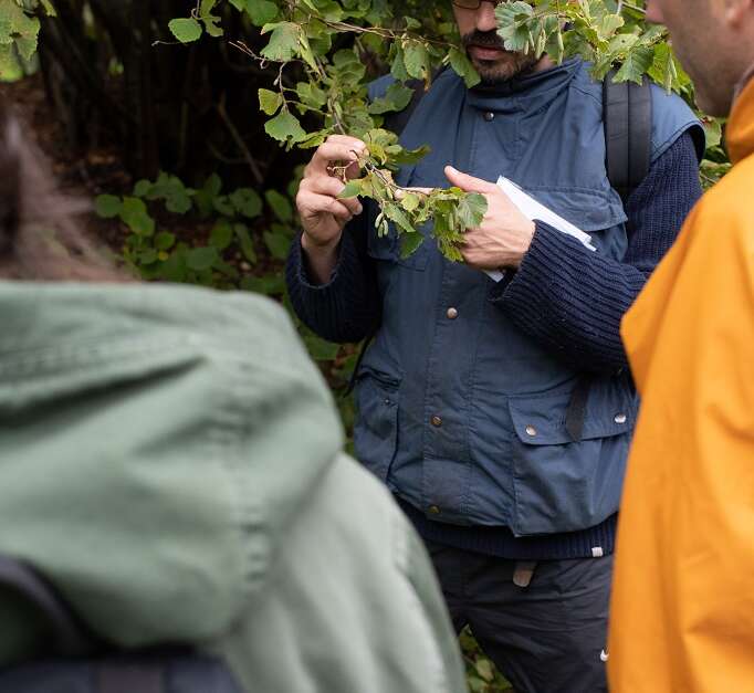 Sortie Botanique Plantes Sauvages Comestibles Et M Dicinales