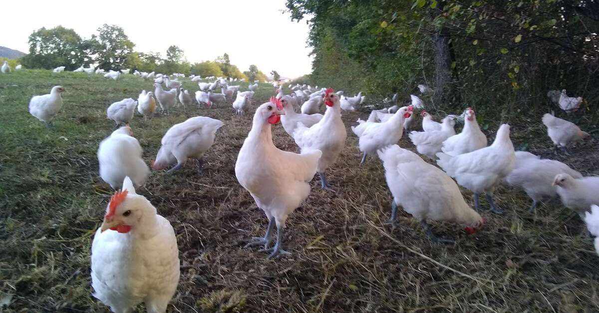 La Grange Renaud Val Revermont Bourg En Bresse Destinations