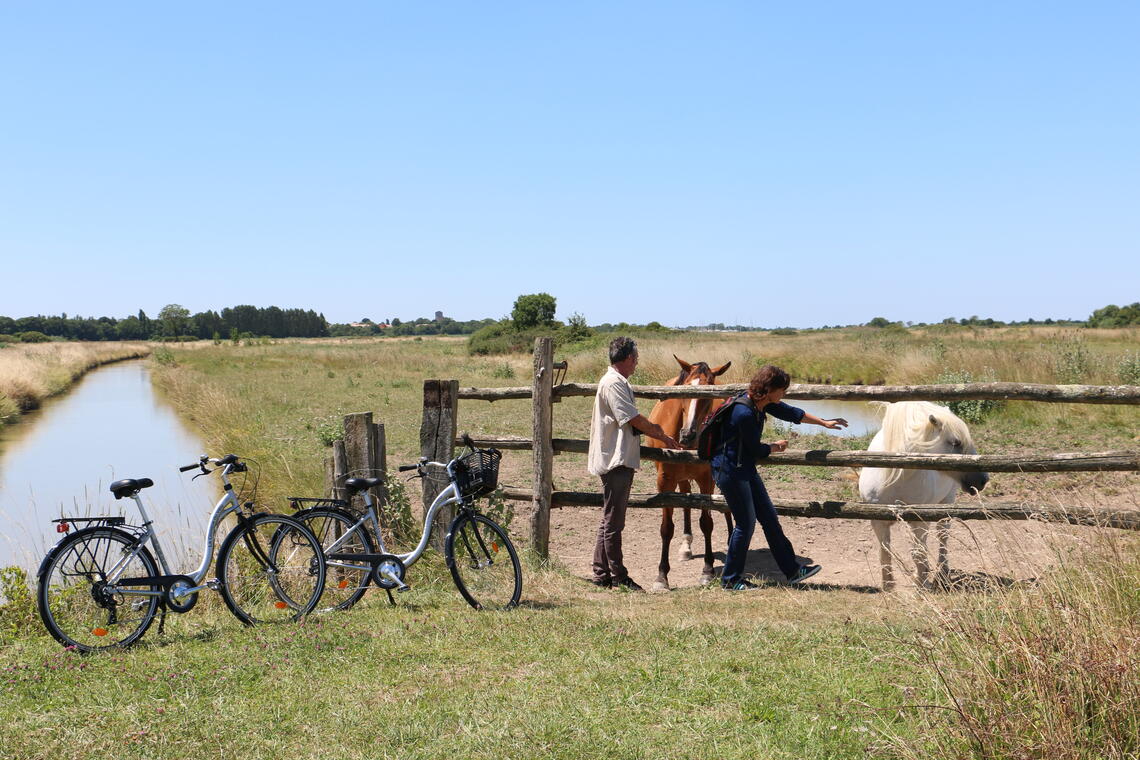 rochefort-ocean-sortie-natureestuaire-vélo©S.Boutin (3).JPG