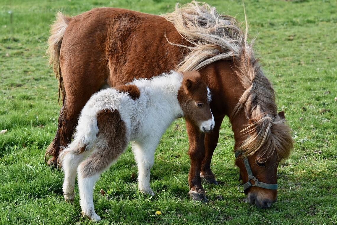 shetland-pony-4083164_1280.jpg