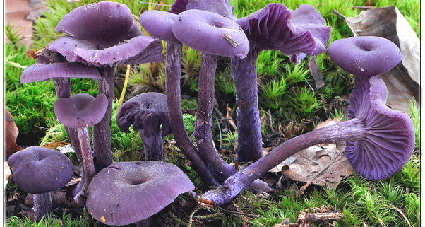 Laccaria-amethystina-602x321.jpg