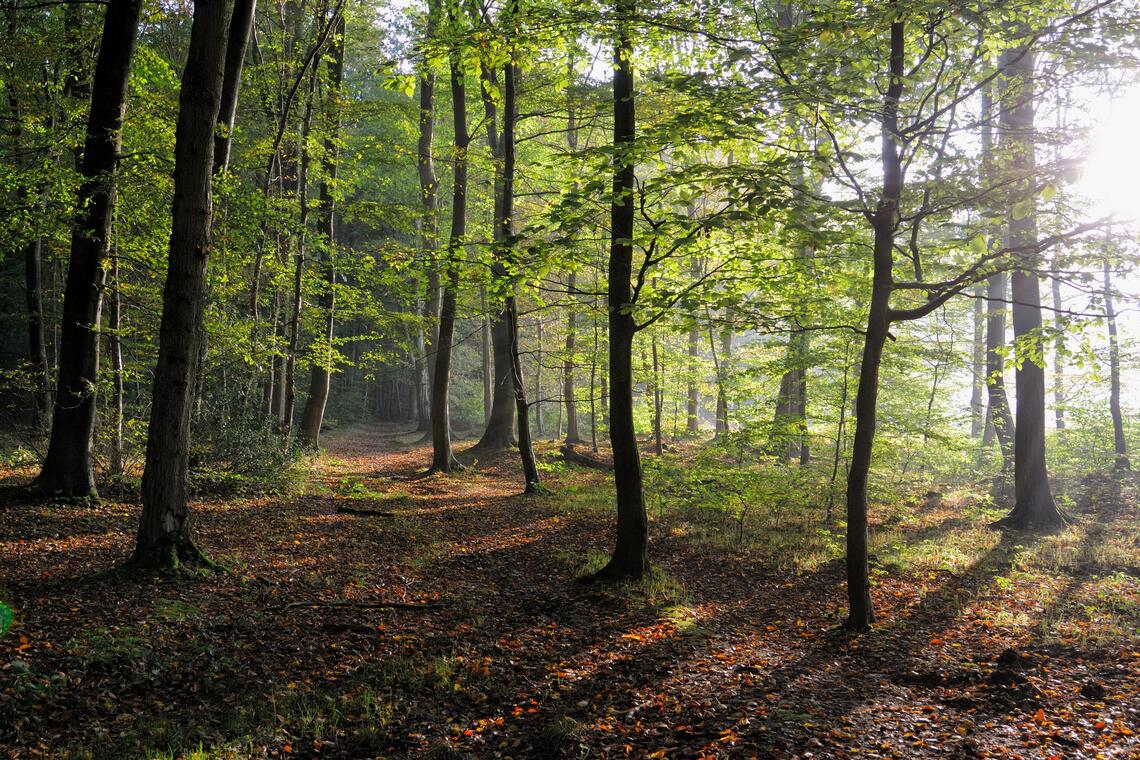 © Yann PELCAT - Dieppe et sa région. (843).jpeg