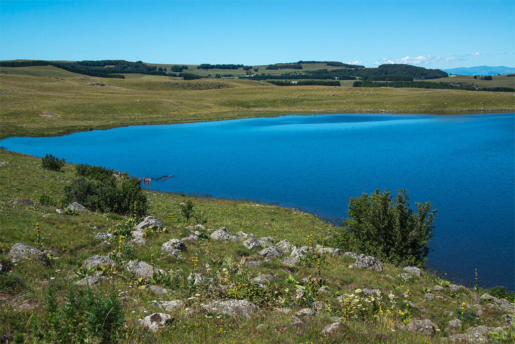 lac-Born©E.-Henry.jpg