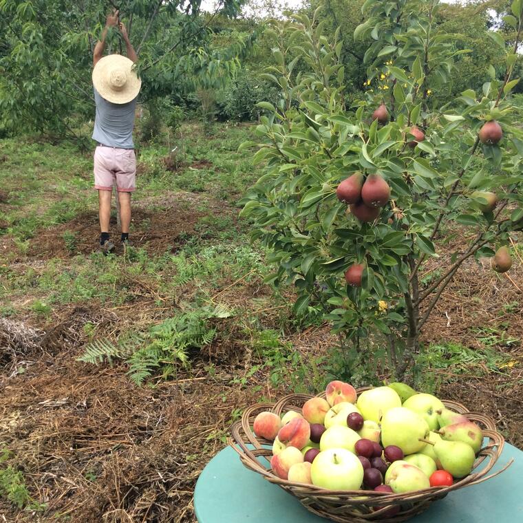 Jardin fruitier de Kervin.jpg