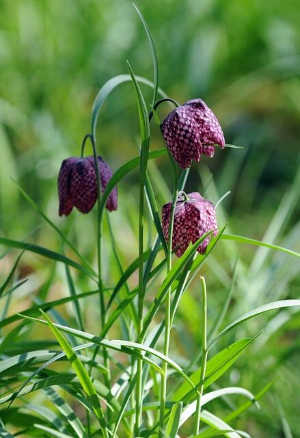 À la découverte de la flore des prairies humides.jpg