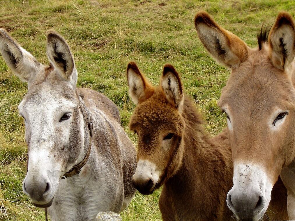 donkeys-218069_1280.jpg