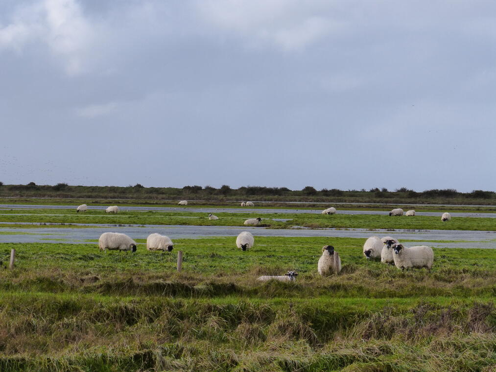 rochefort-ocean-marais-charente©LPO (3).JPG