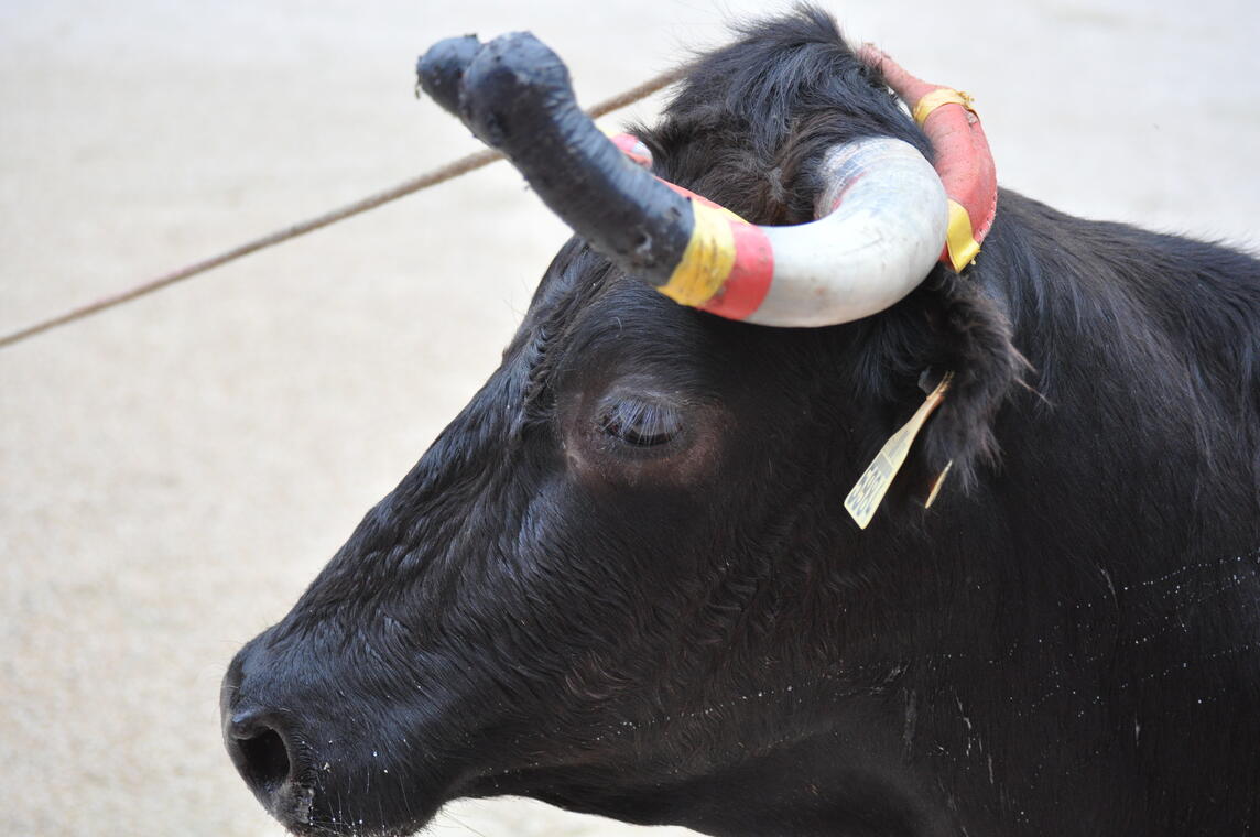 vache landaise © D Dumont.JPG