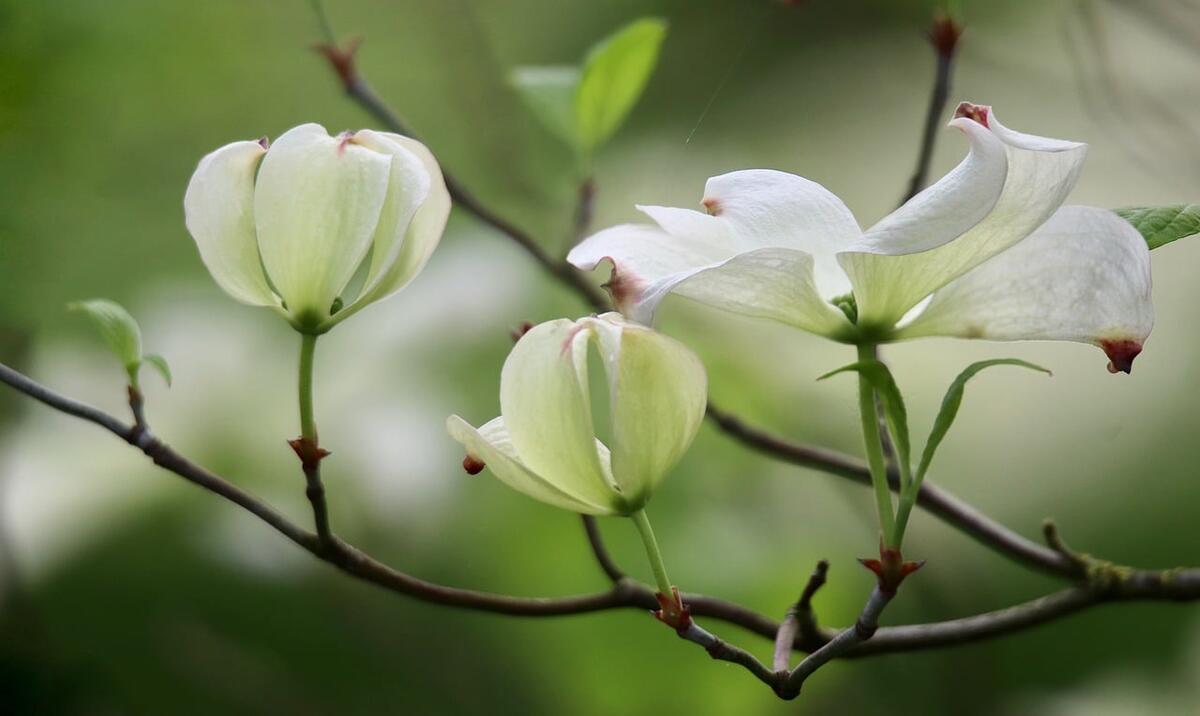 dogwood-7978952_1280.jpg