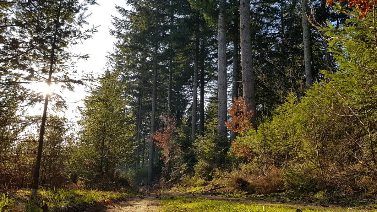 Forêt ©Lucie Vallet.jpg