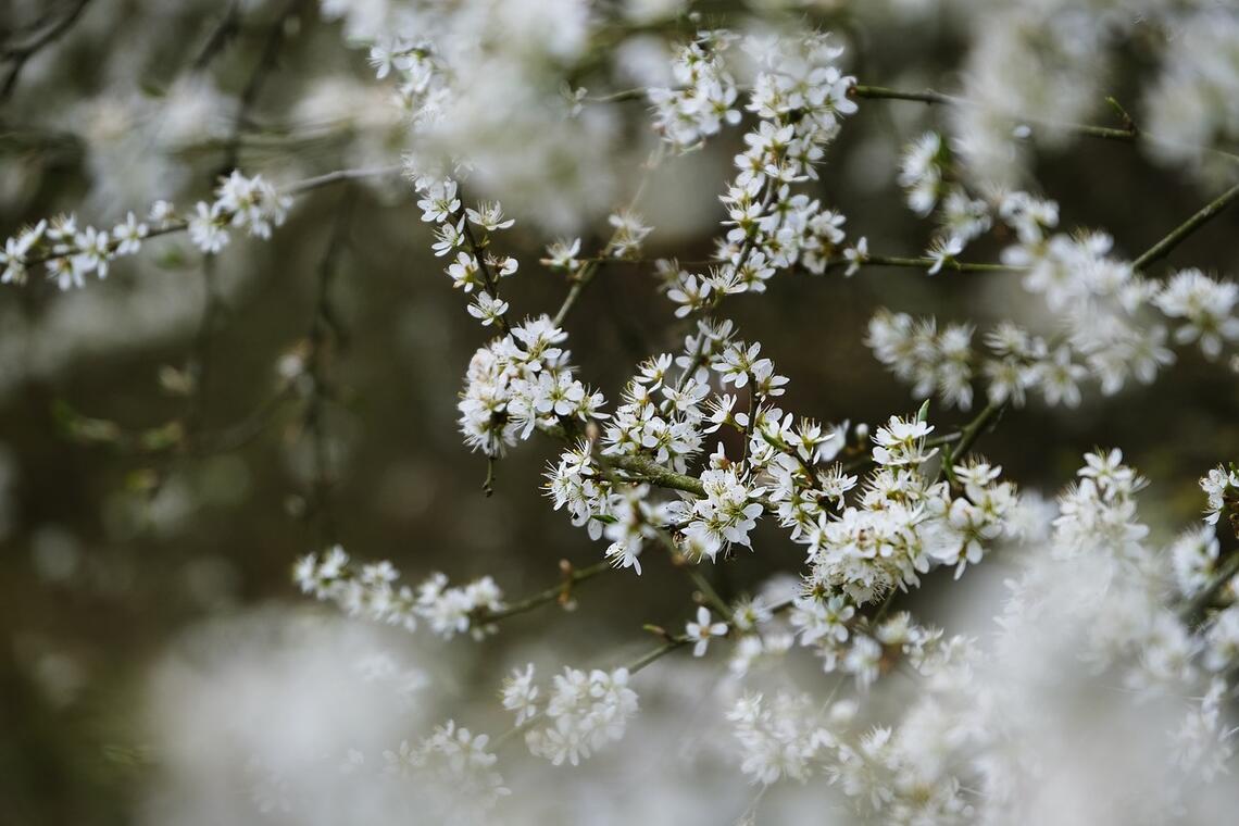 tree-blossoms-7022041_1280.jpg