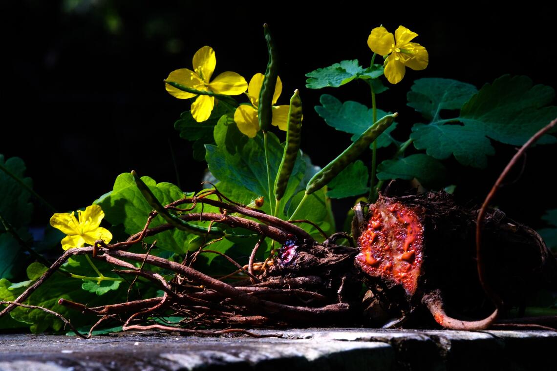 Atelier nature des Graines et des Brouettes plantes.jpg