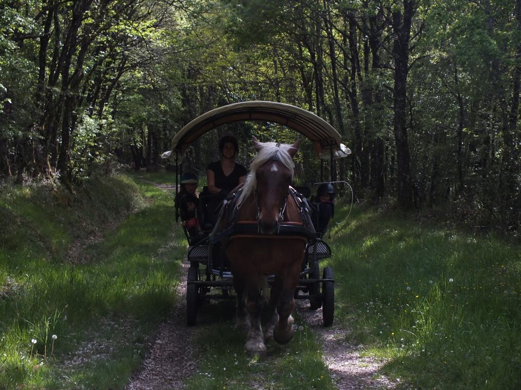 Circuit_nature_attelage_Ferme_equestre_naturelle_les_Grillaults_La_Roche_Posay.JPG