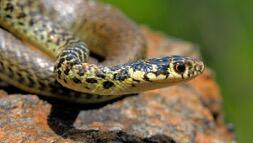 Serpent.jpg