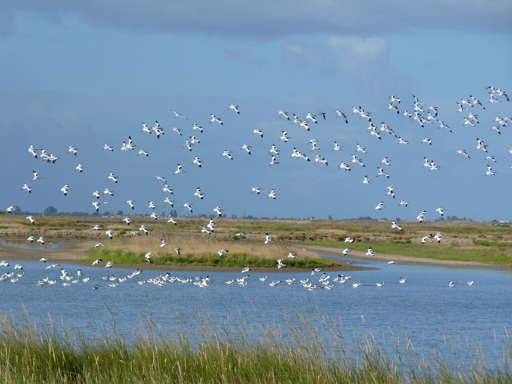 rochefort-ocean-oiseaux-marais©LPO.JPG