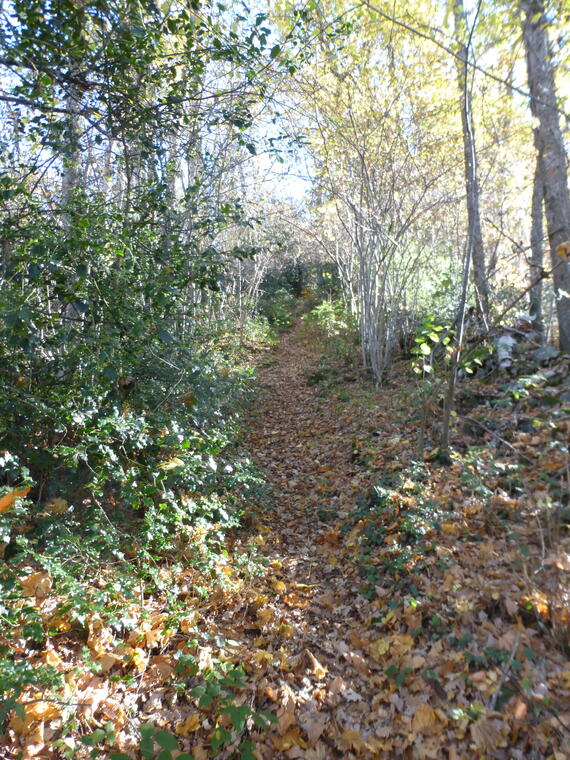 P1050718 Petches au pont du Rial.jpg
