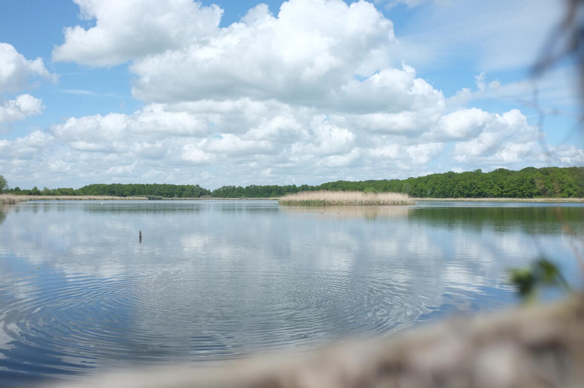 Vue étang grand coulon trou paillasse.JPG