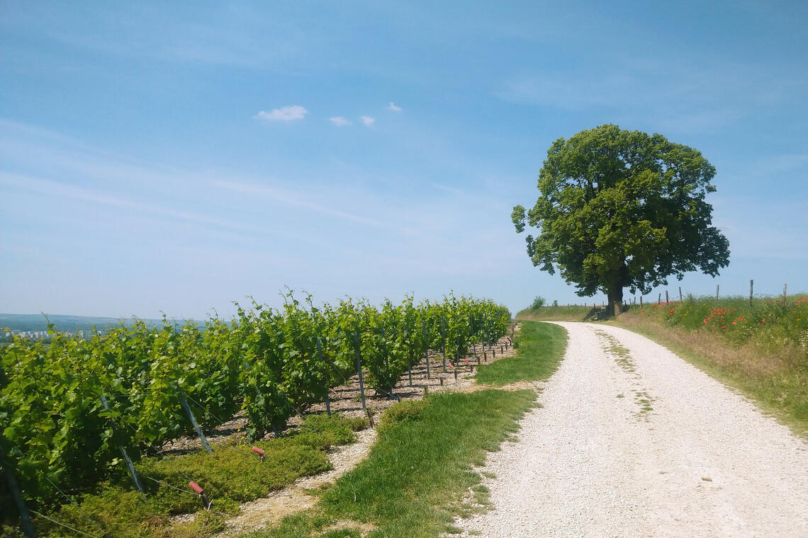 MontdeFourche2©OT Lac du Der.jpg