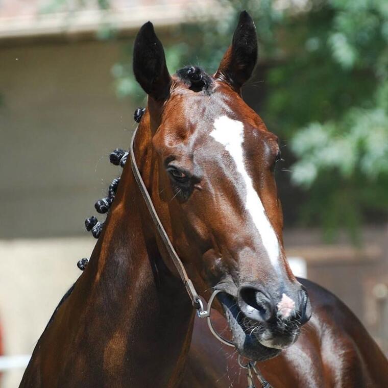 cheval de course