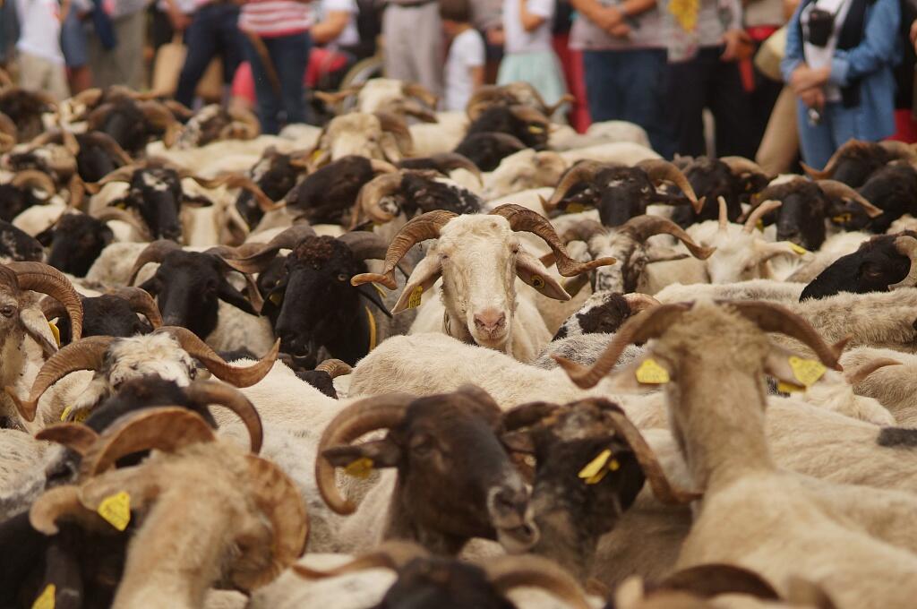 moutons transhumance