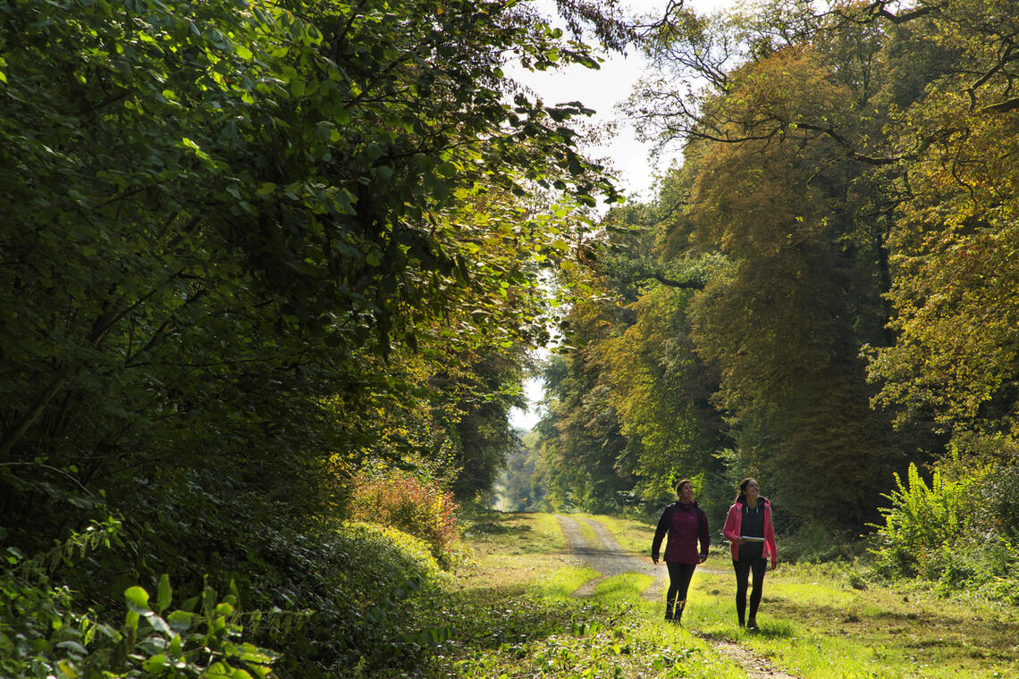 En forêt