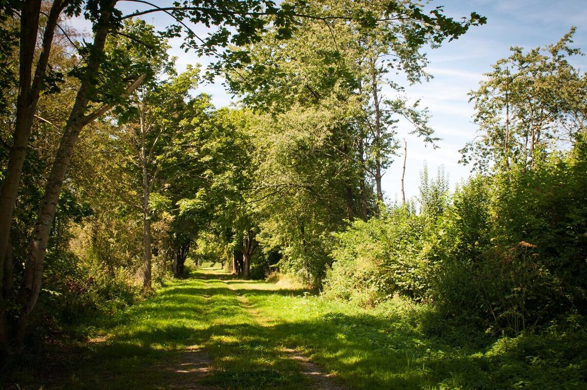 Forêt de Thiérache