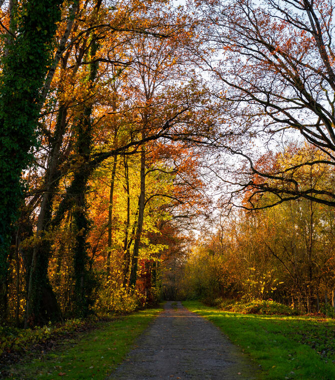 Balade en forêt