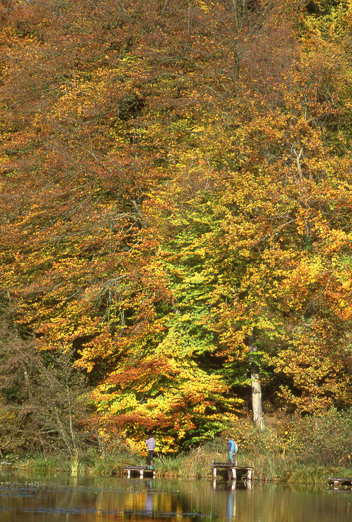 Les étangs de la Ramée à Corcy