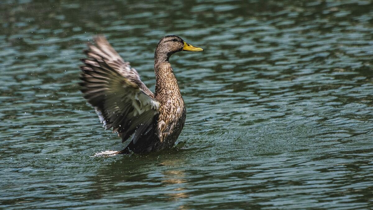 Canard sur l'étang