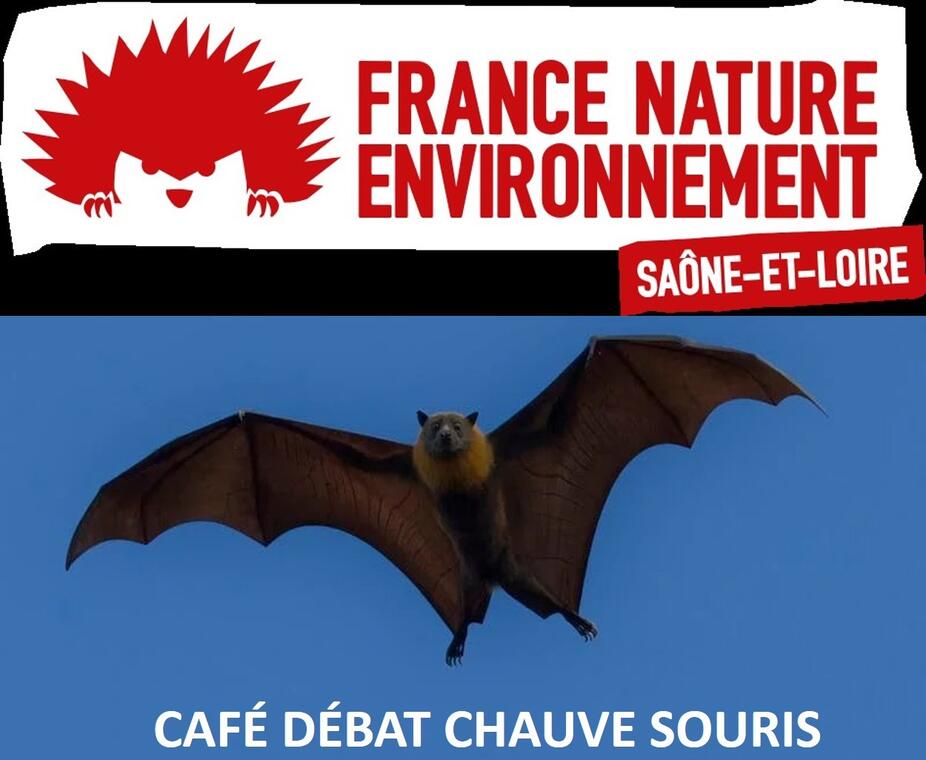 Café débat chauve souris