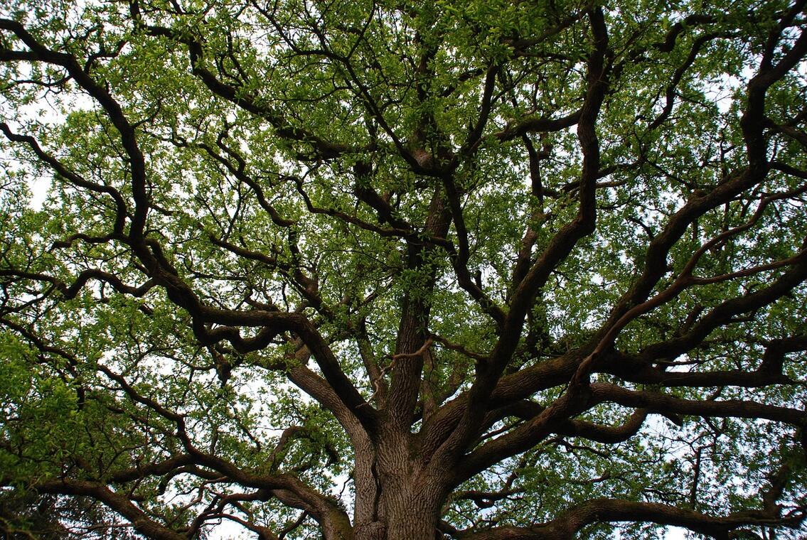 Arbre_pixabay