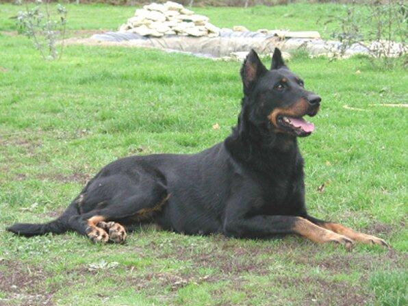 Beauceron