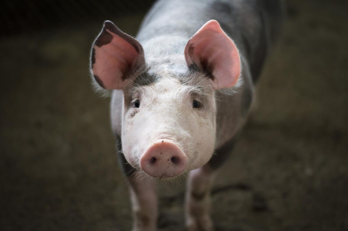Cochon