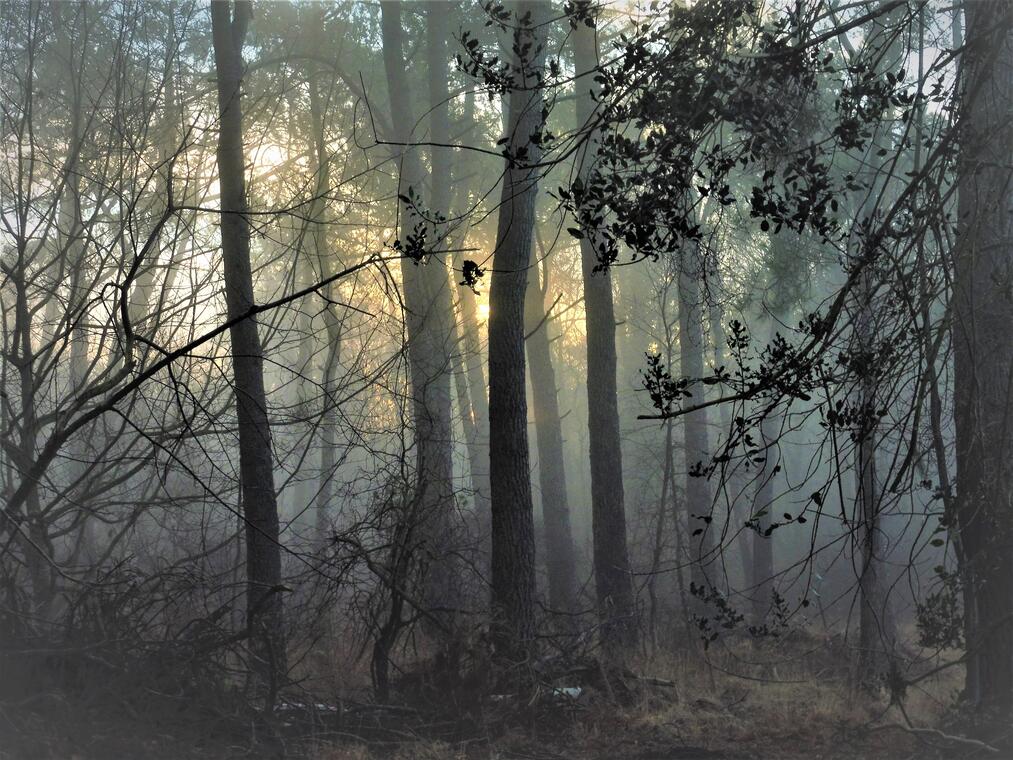 Forêt