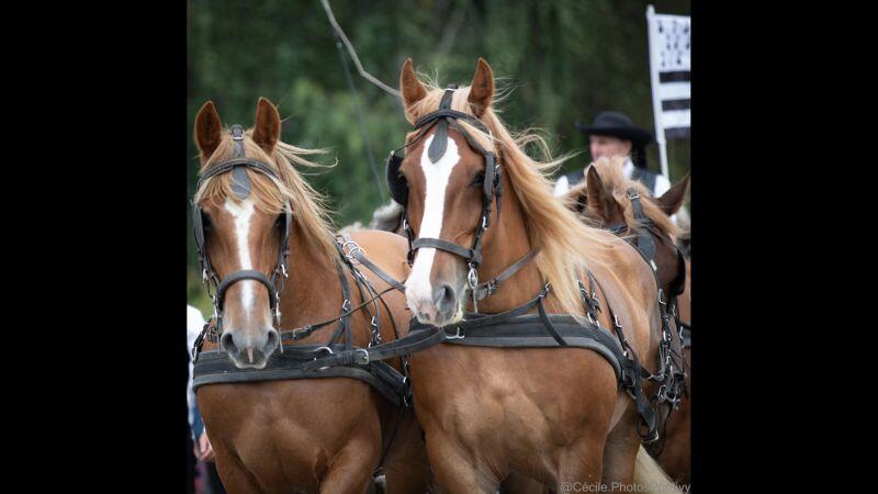 FETE DU CHEVAL
