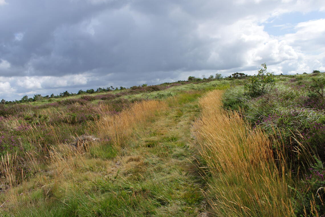Landes de Locarn
