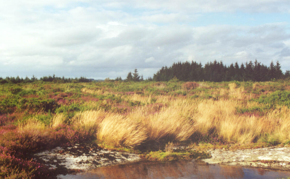Landes de Locarn