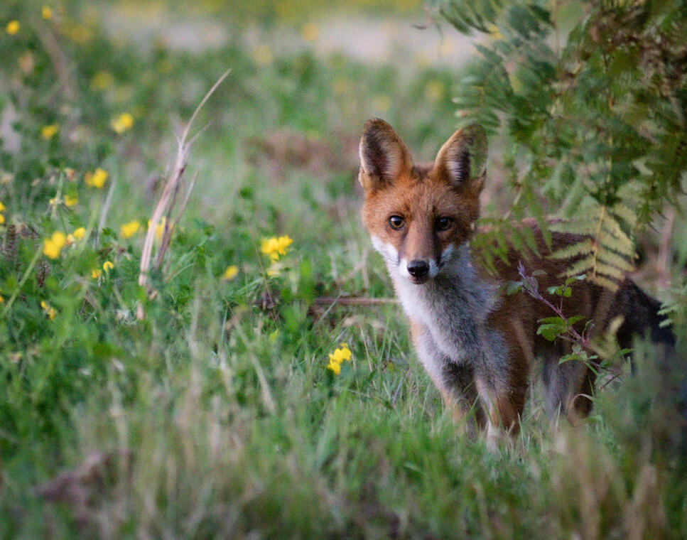 Landes_du_Crano©Thierry_Delhorme_fdc56  (14)