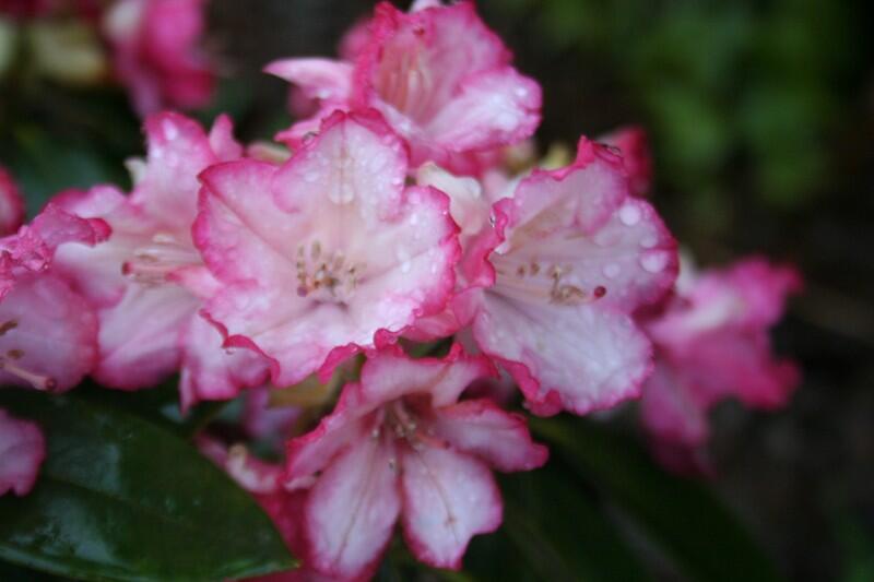 rhododendron-jardins-ewen-evellys-remungol