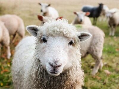moutons-pixabay-libre-de-droit