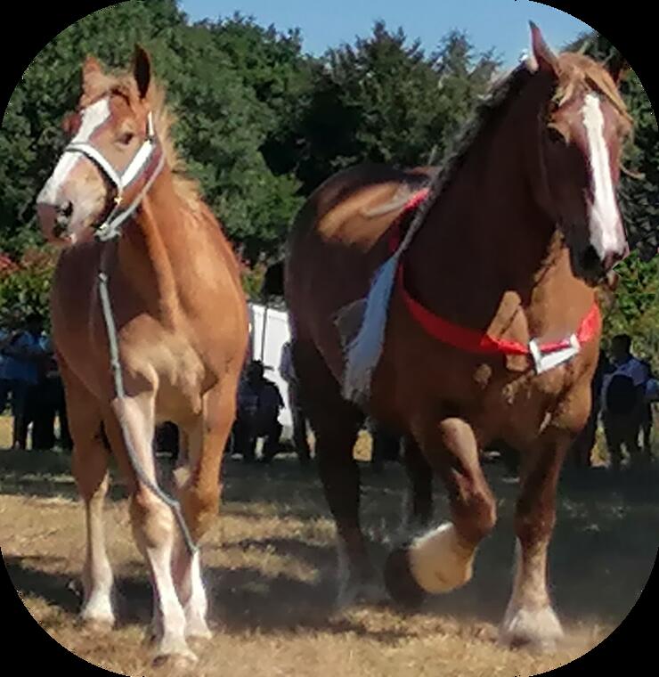 chevaux 1