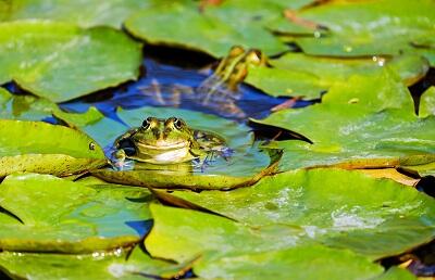 grenouille-pixabay-libre-de-droit