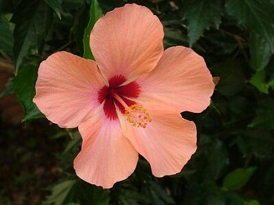 hibiscus-pixabay-libre-de-droit