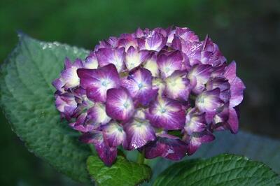 hortensias-jardins-ewen-evellys