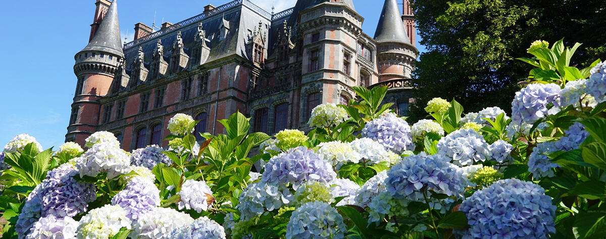 Les hortensias, saison botanique