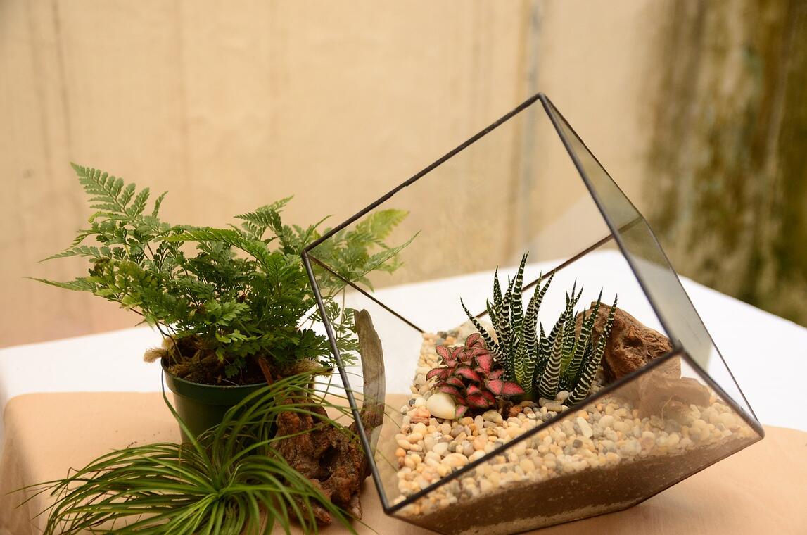 terrarium-2548384_1280