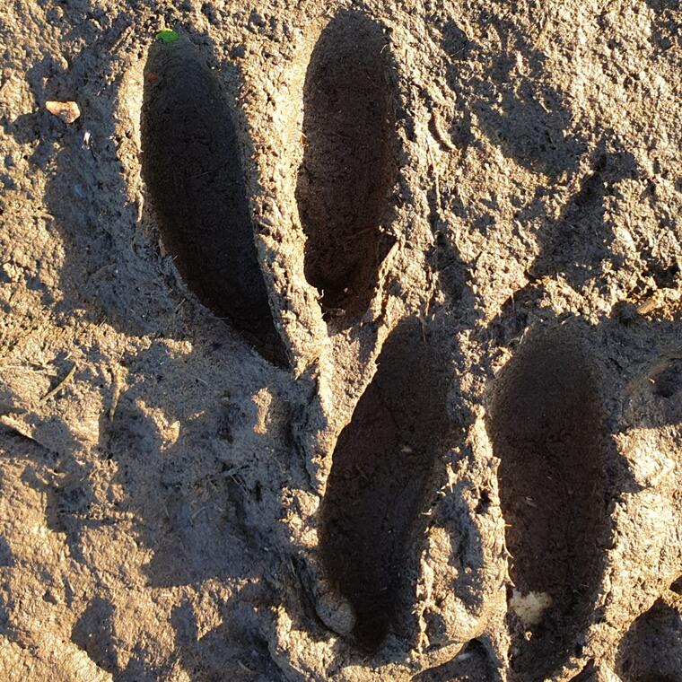 traces et indices