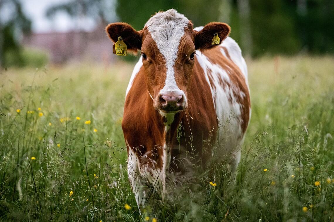 vache_pixabay_Libre de droit